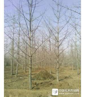 低价供应各种规格银杏树，指数挖树，成活率100%